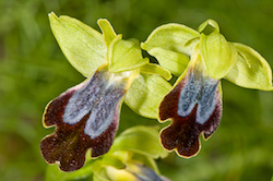 Flower photography closeup of orchid ophrys fusca 
